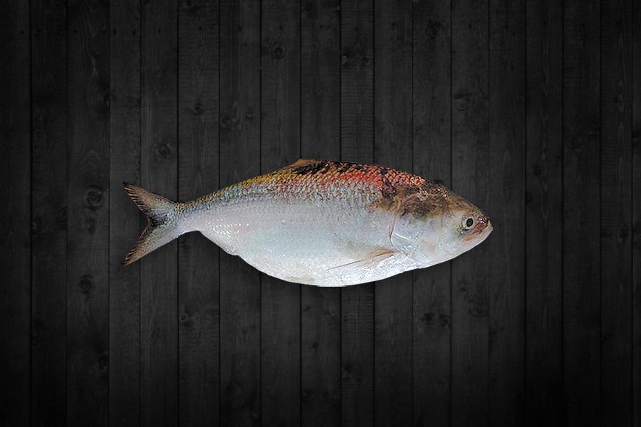 Hilsa fish supplied by Lotus Fisheries for export
