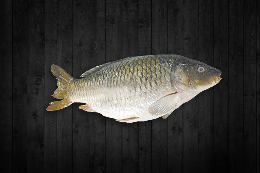 Gold Carp fish for export from India