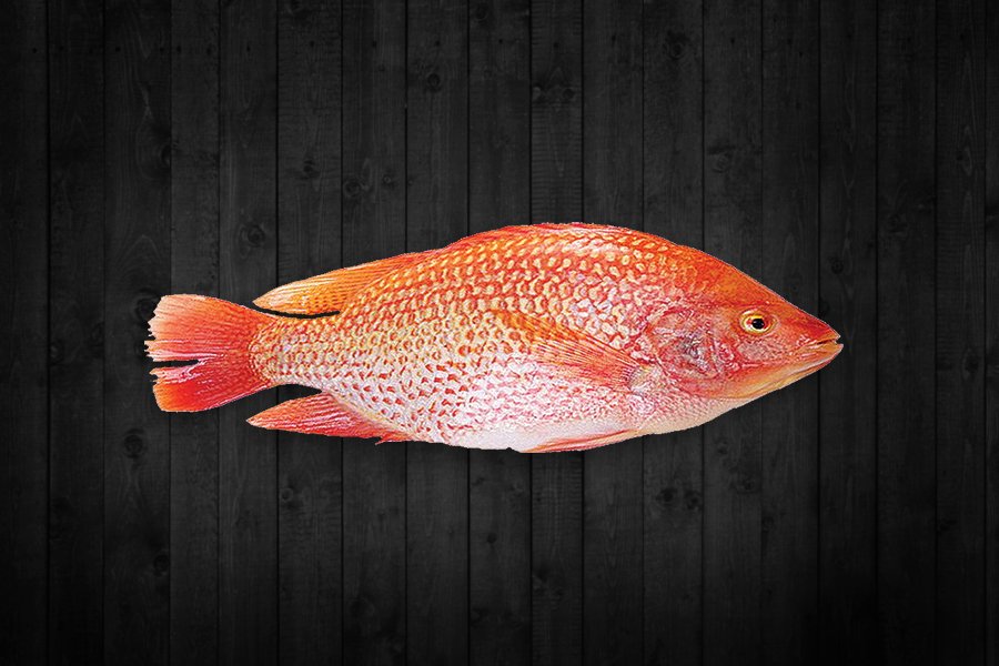 Red Tilapia fish for export from India