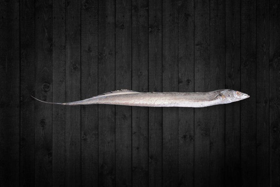 Ribbon Fish for export from India