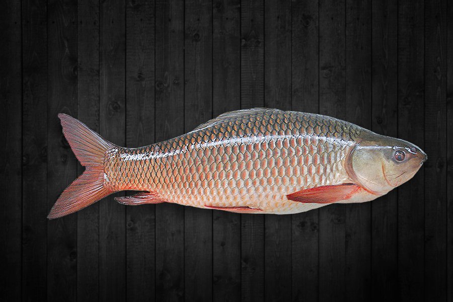 Rohu fish for export from India